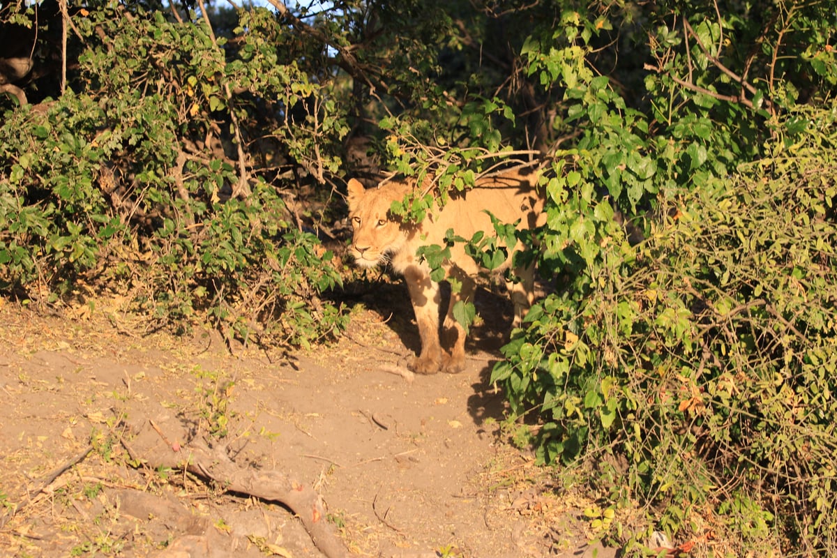 lioness