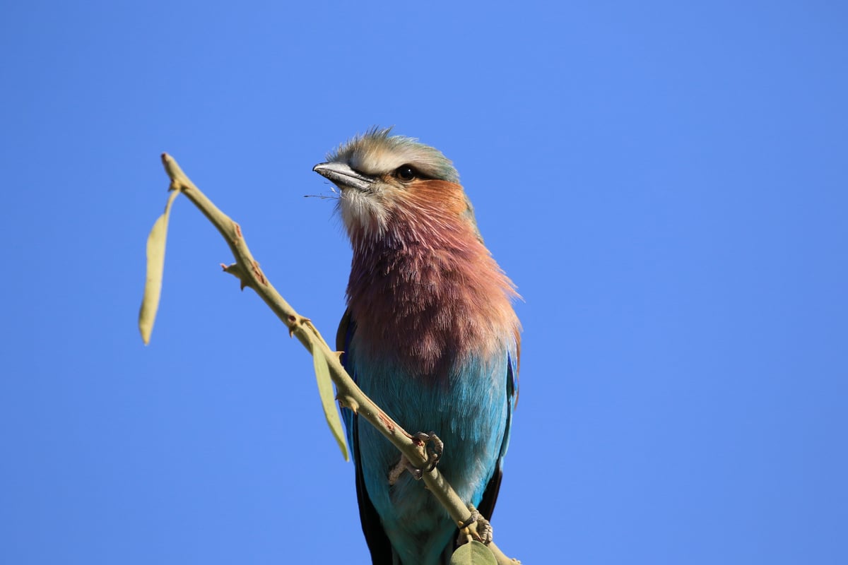 lilac breasted roller
