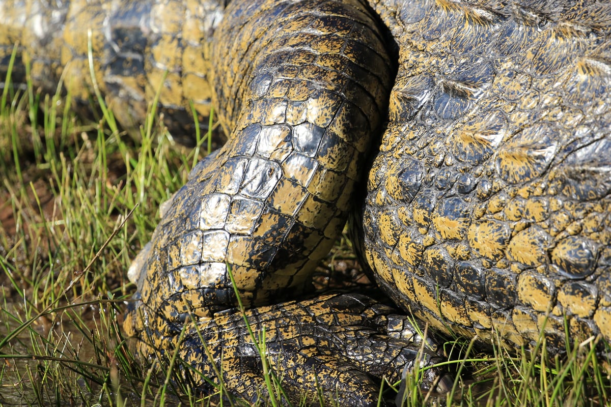 chobe crocodile