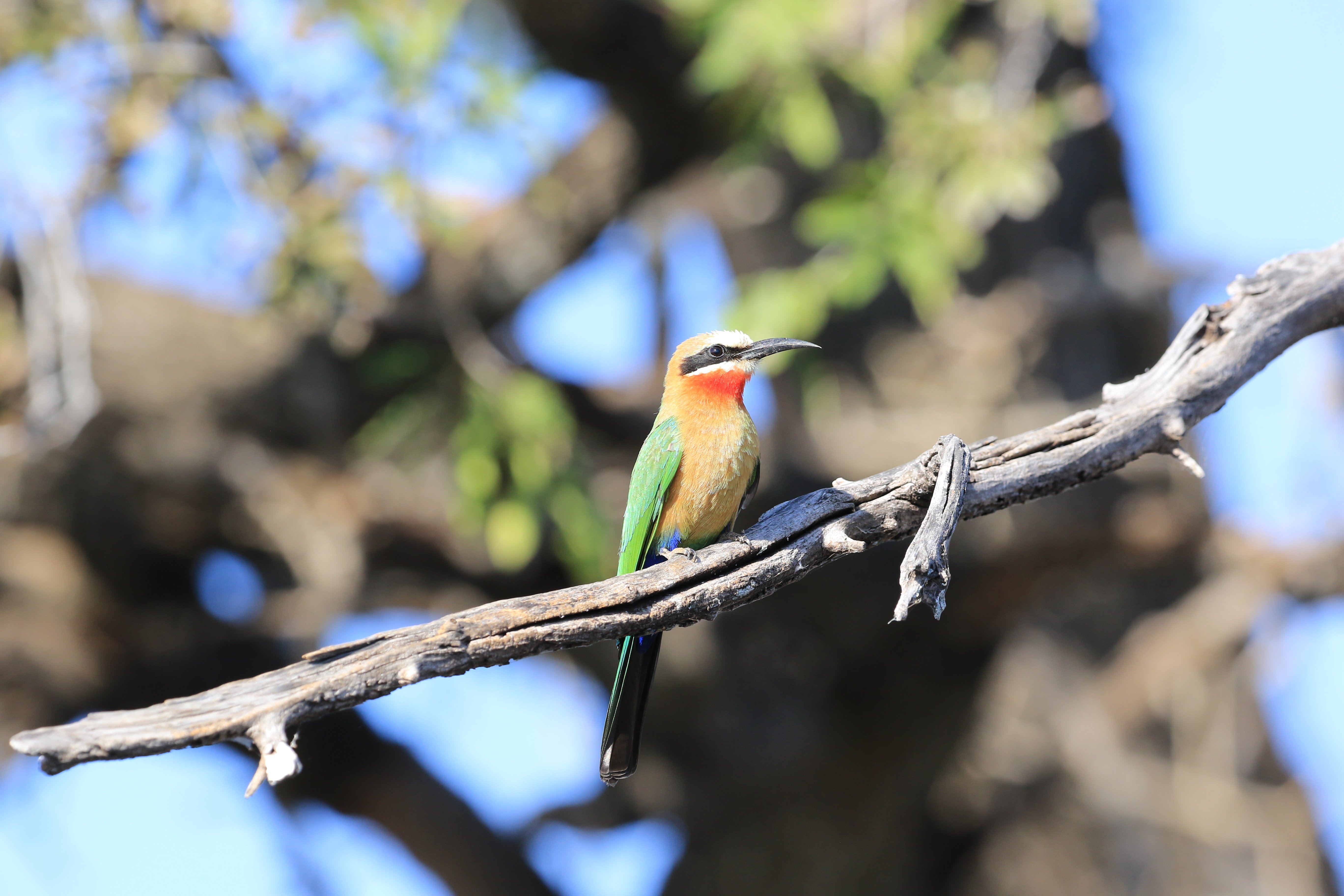 bee-eater