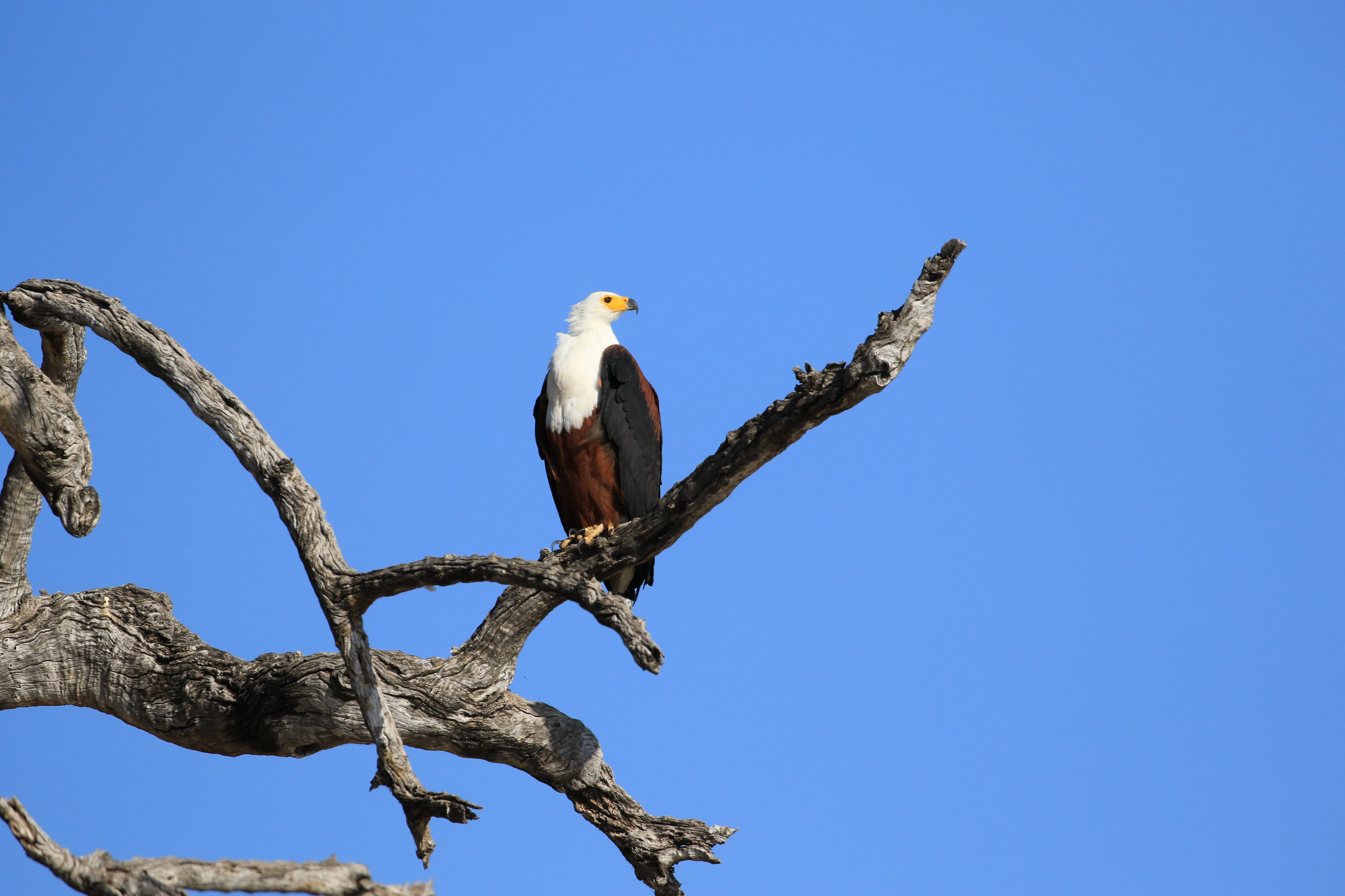 african fish eagle