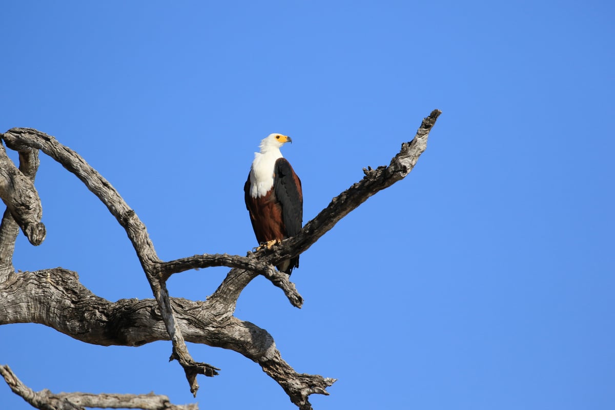 african fish eagle