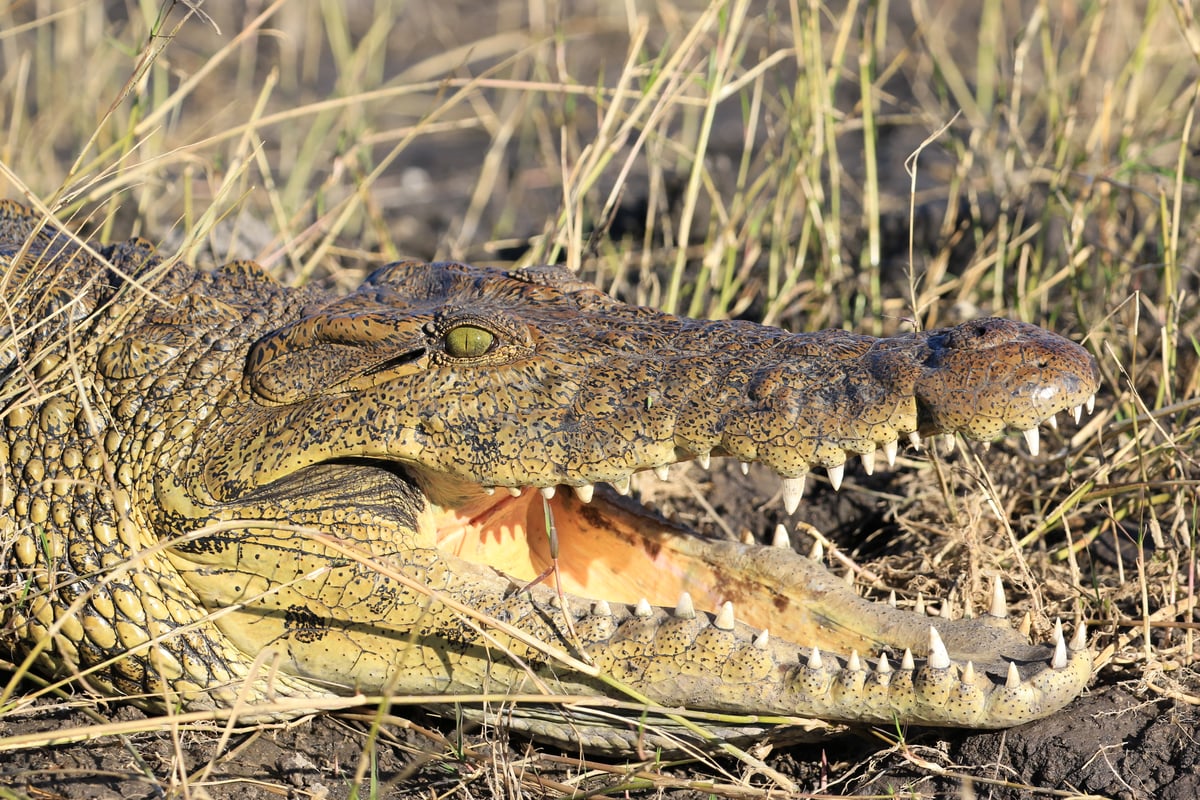 crocodile