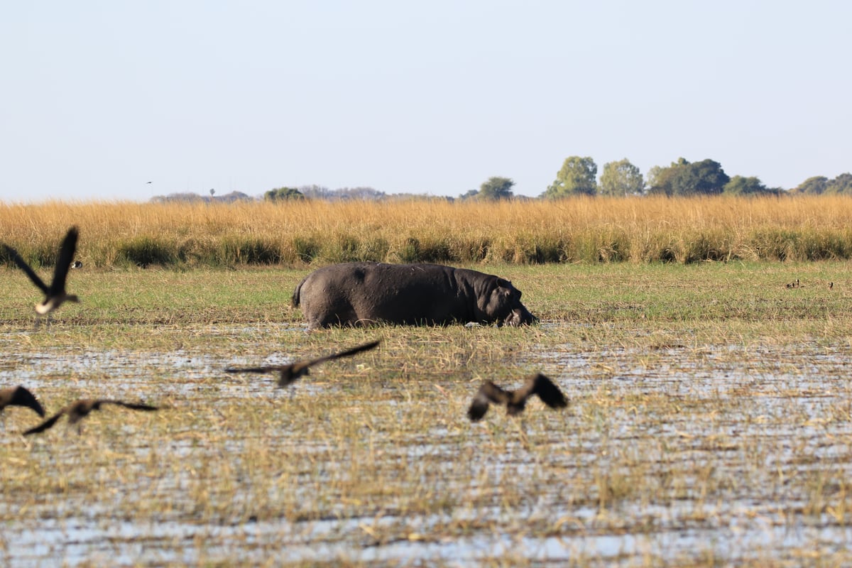 hippo