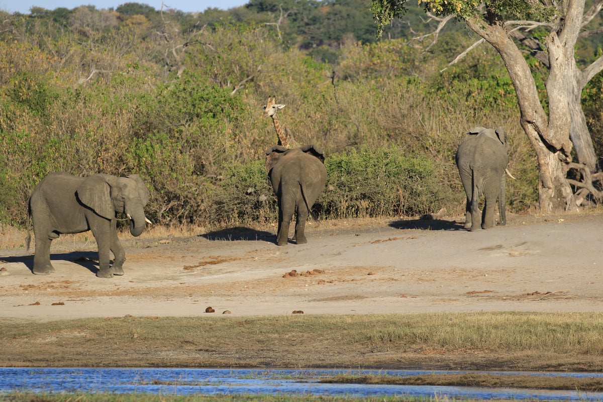 elephants and giraffe