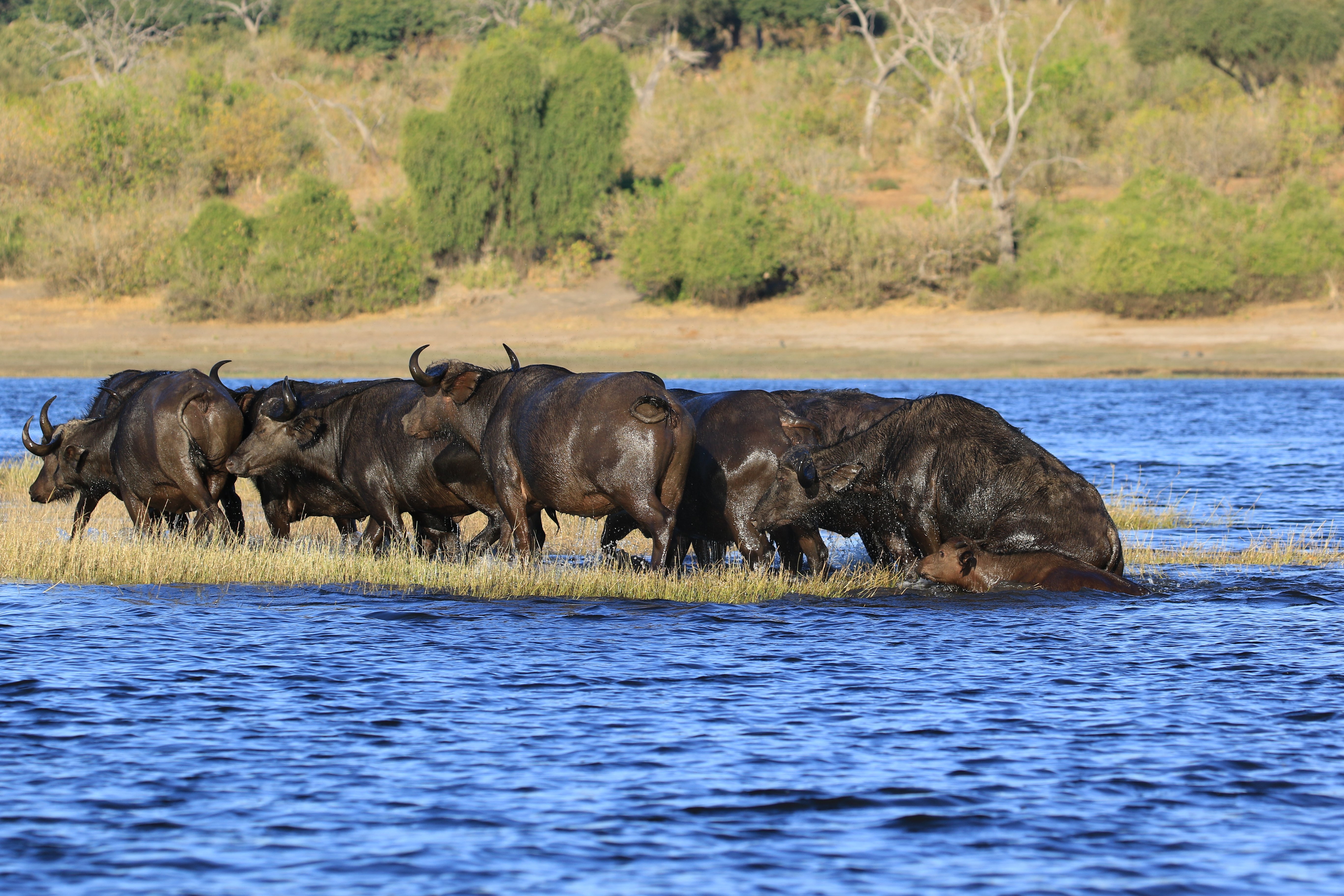 water buffalo
