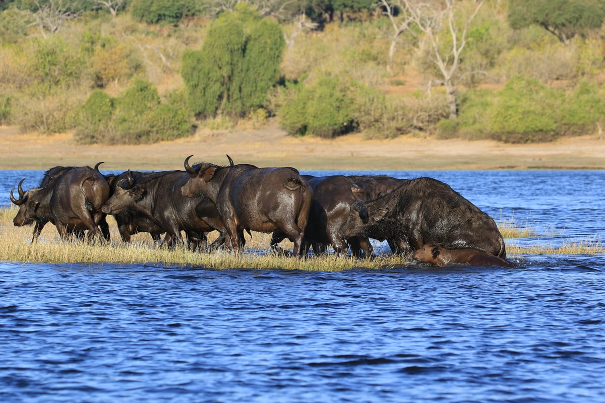water buffalo