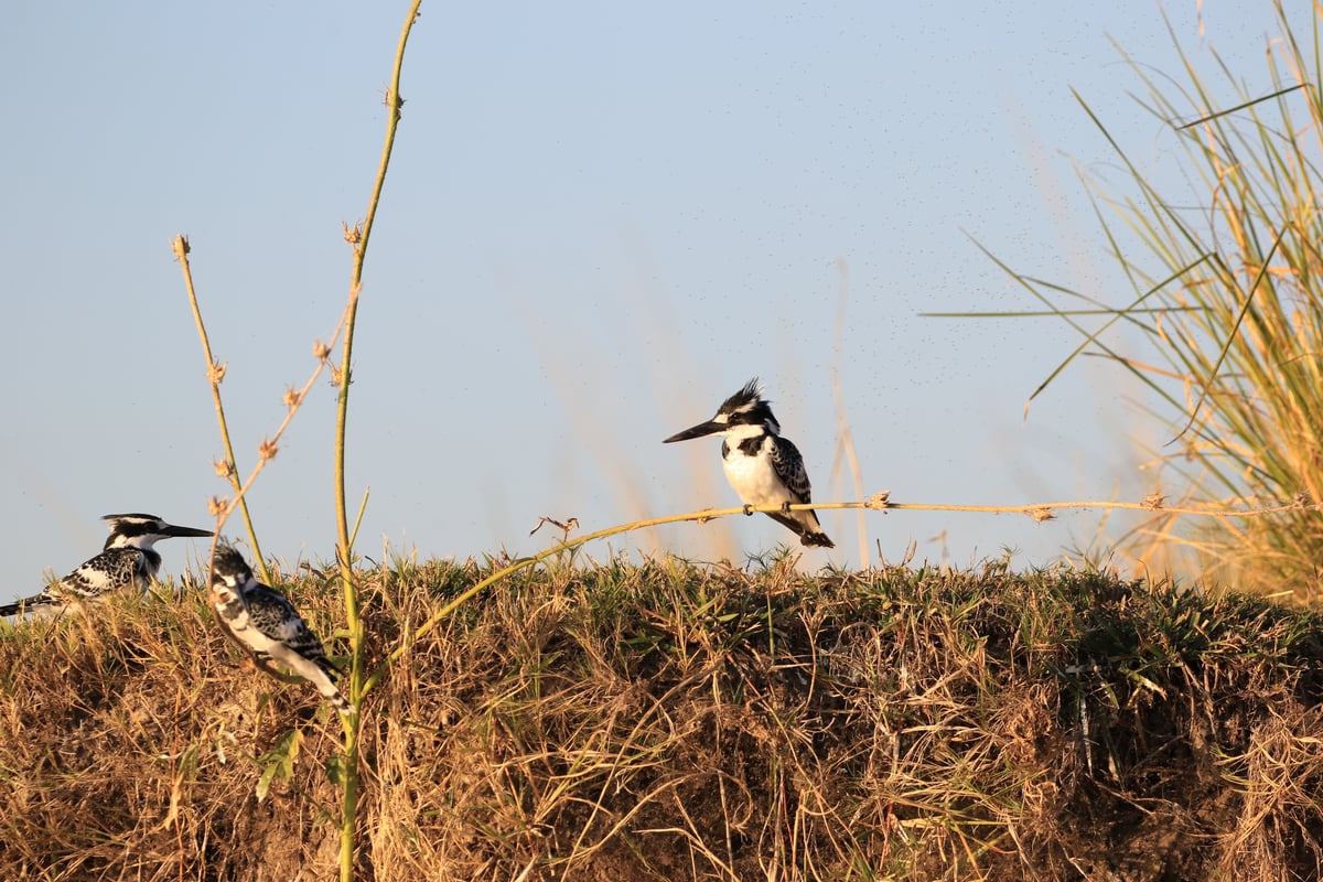 kingfisher