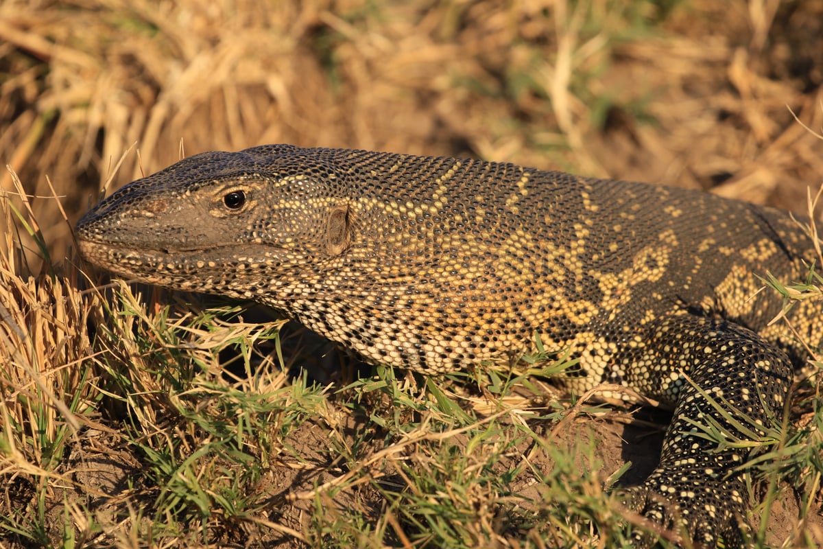 water monitor lizard