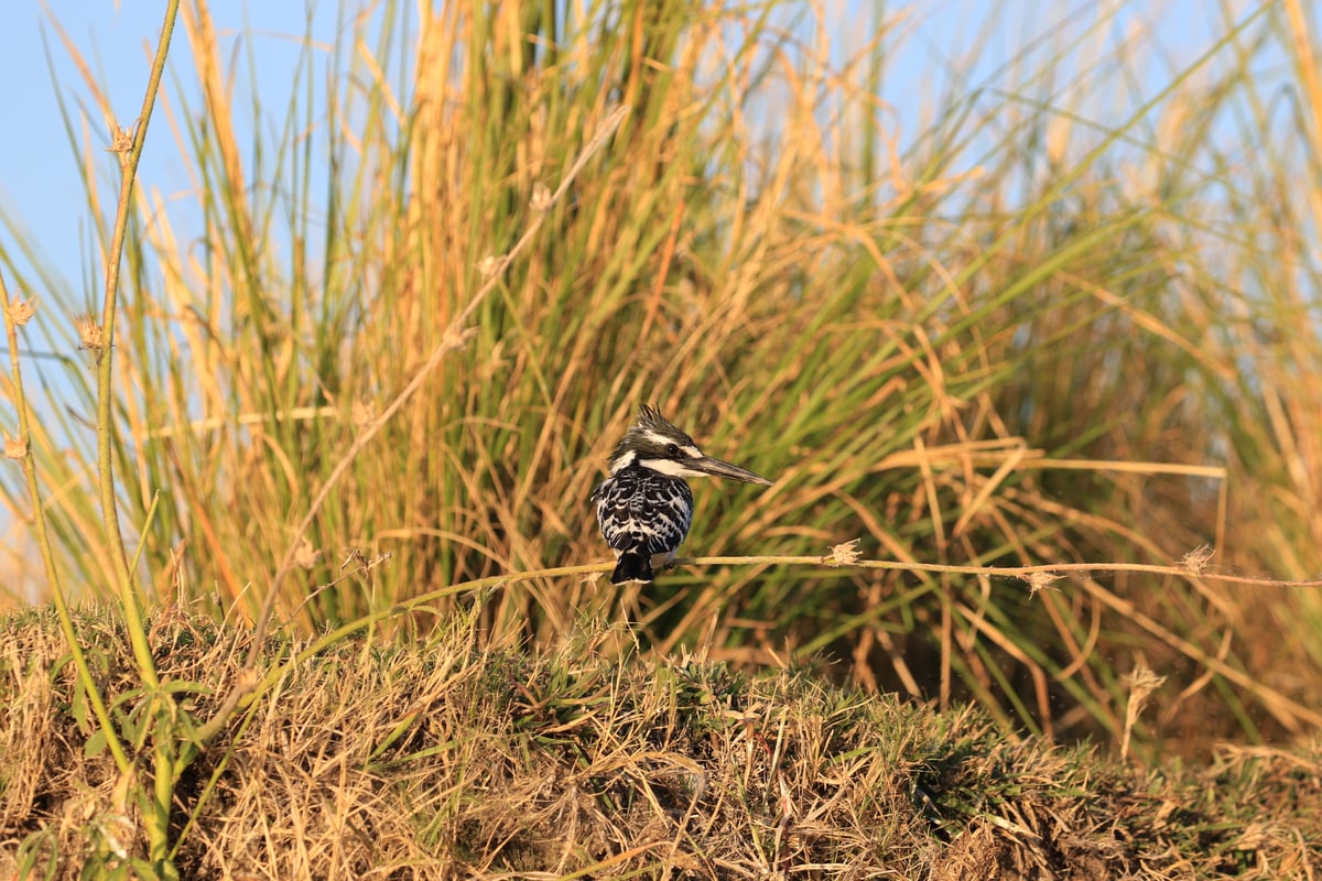 kingfisher