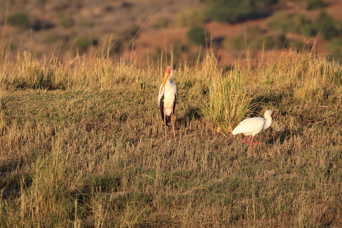 stork and spoonbill