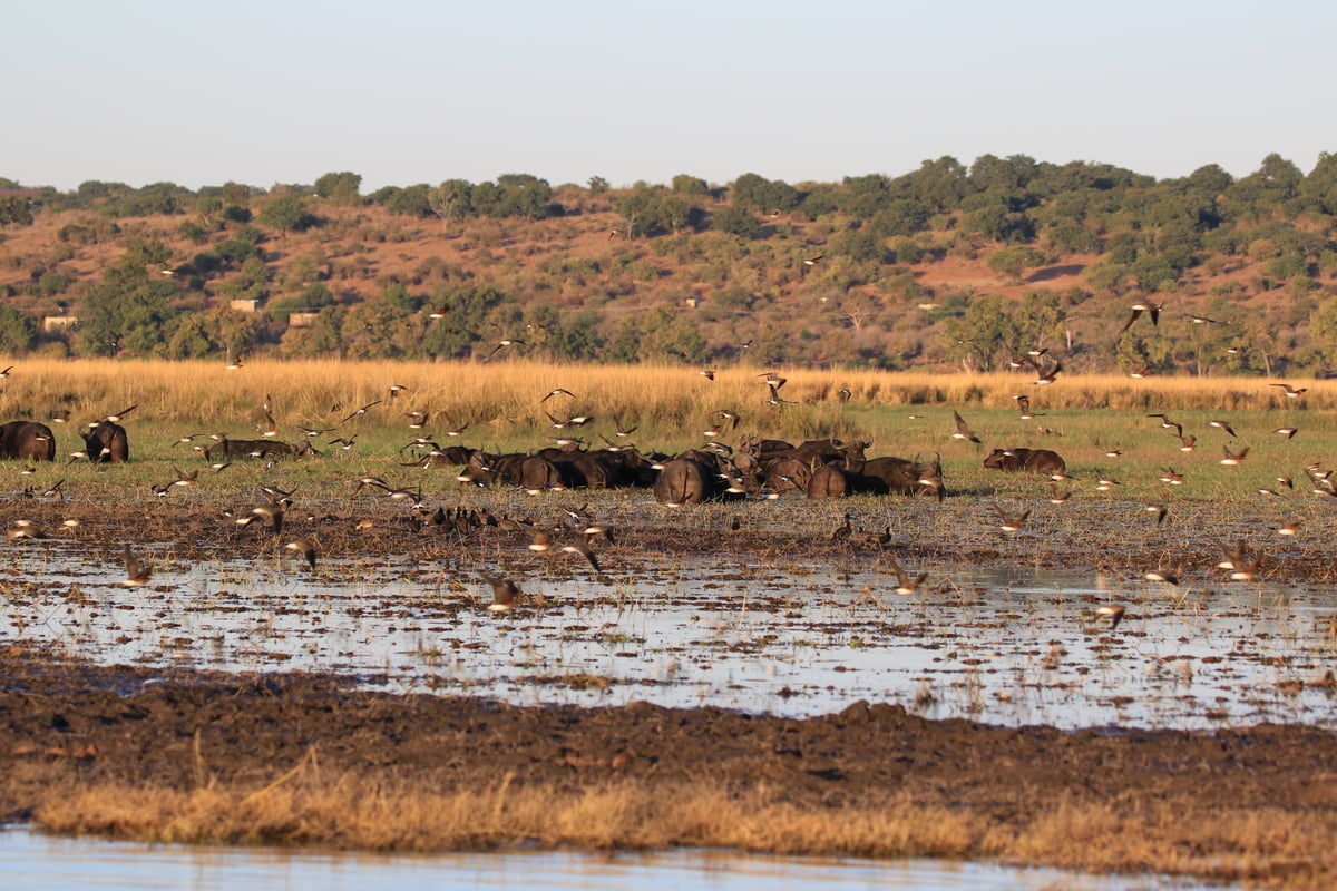 birds and water buffalo