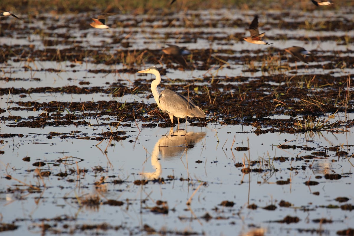 gray heron