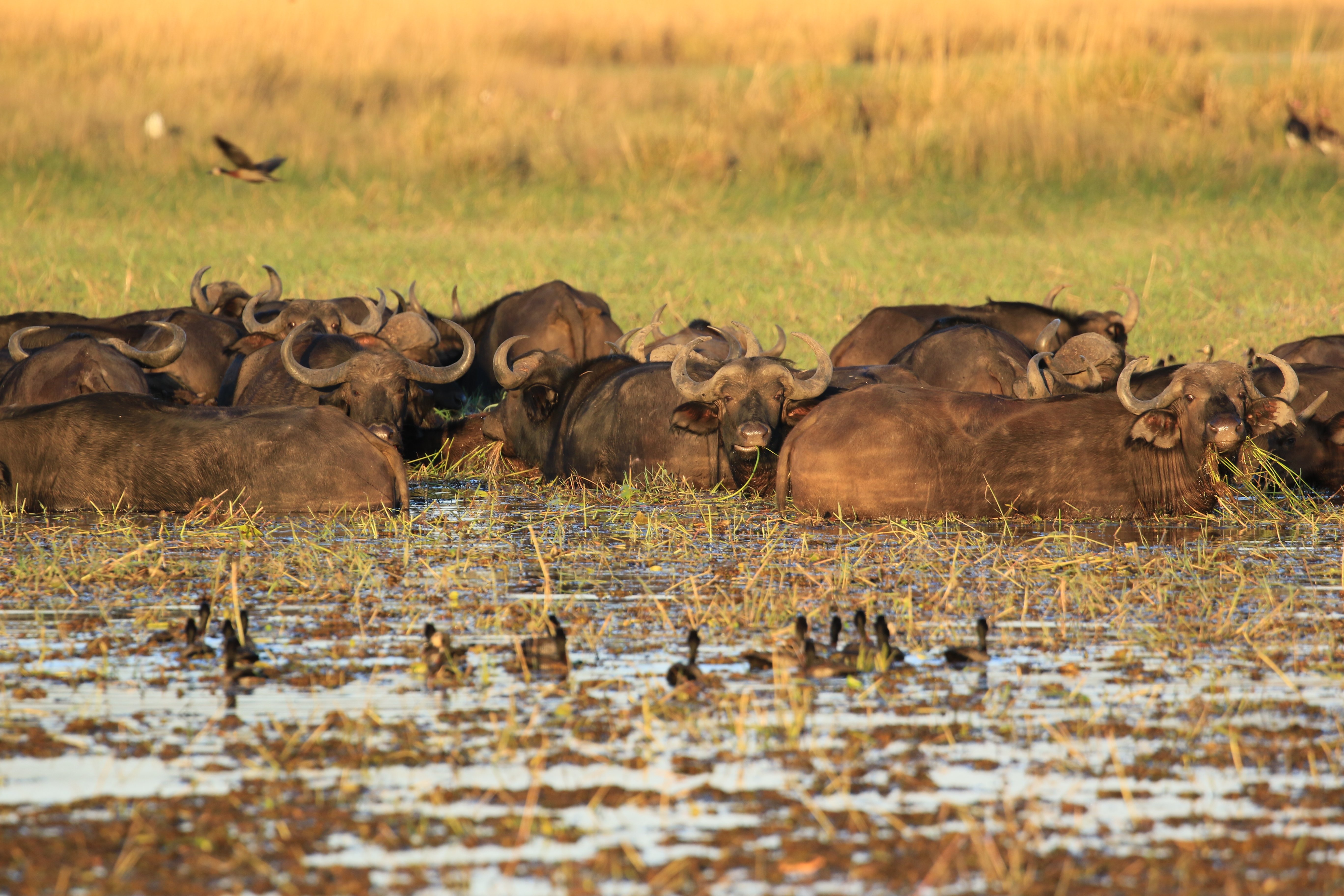 water buffalo