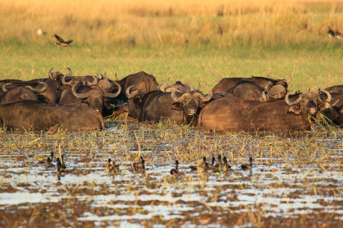 water buffalo