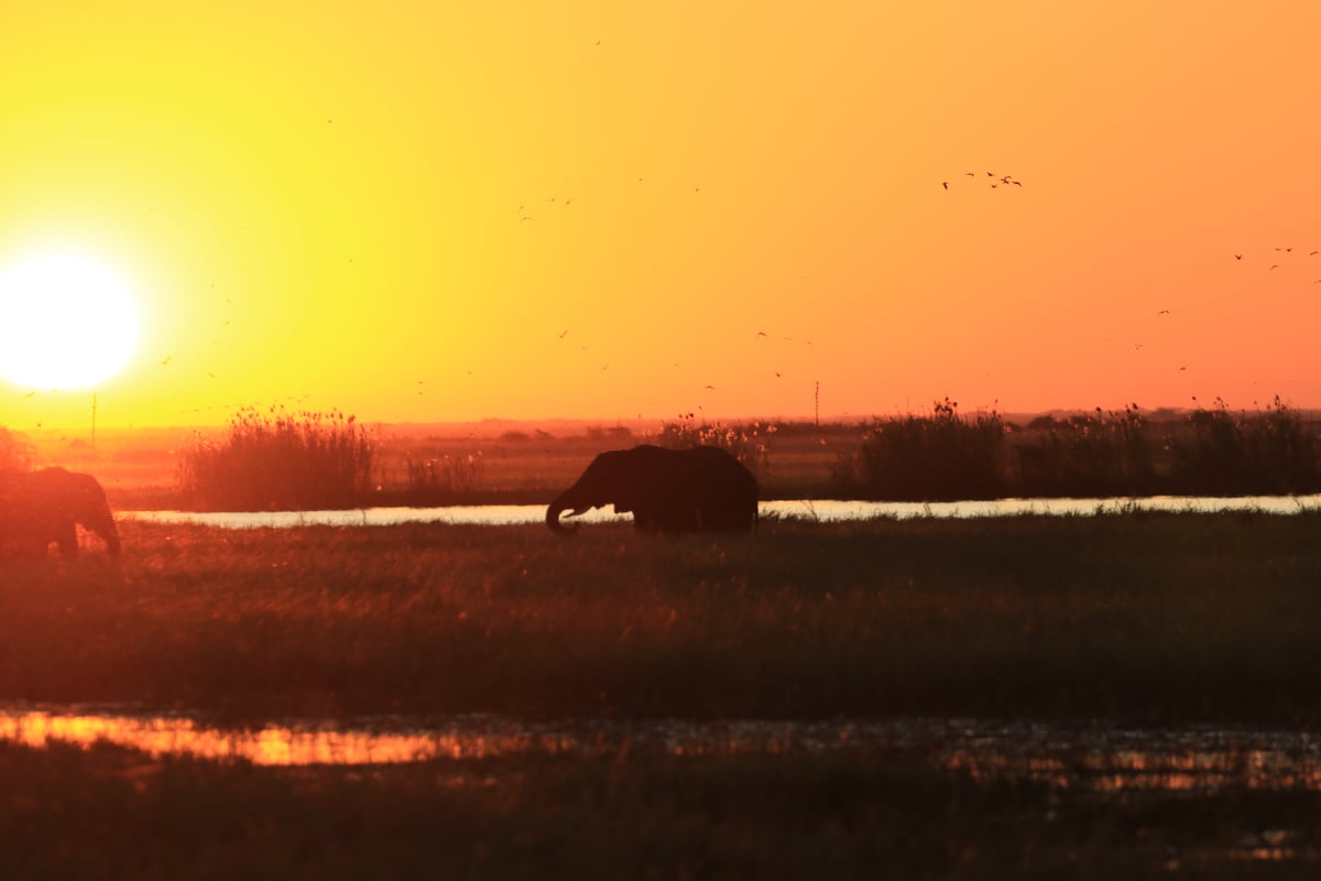elephant sunset