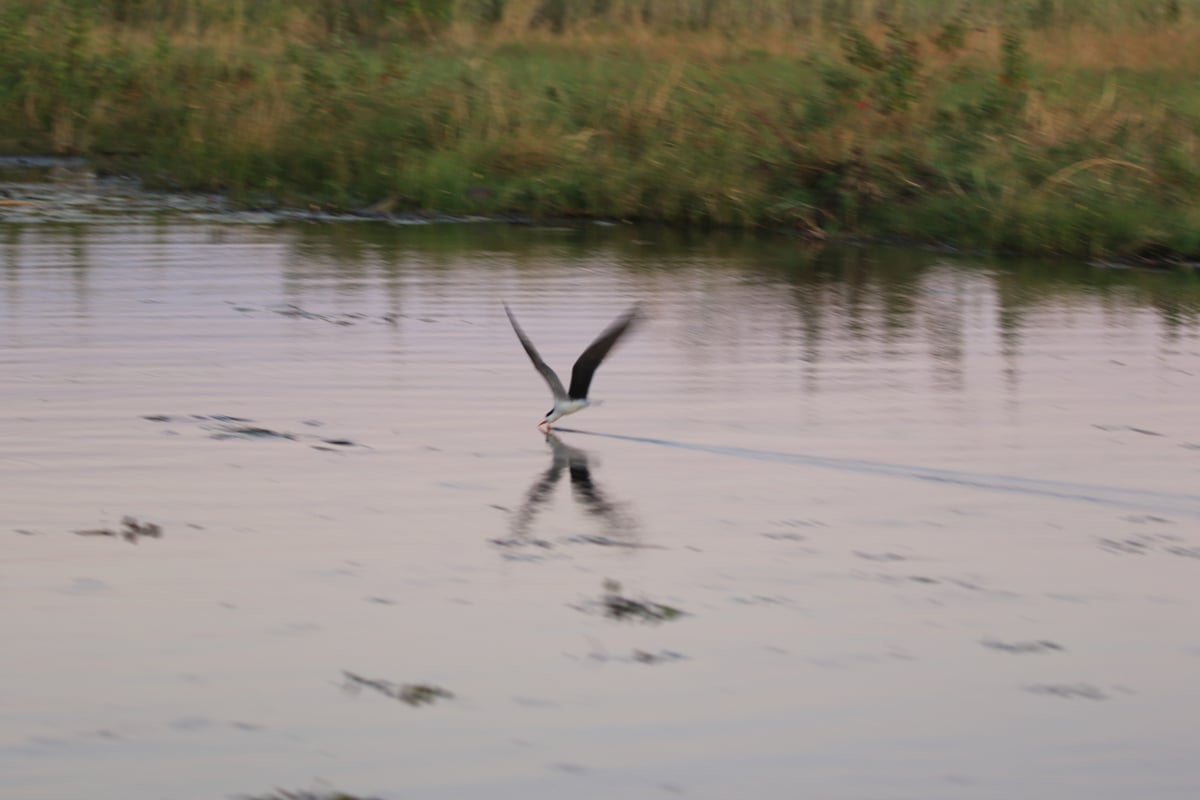 african skimmer