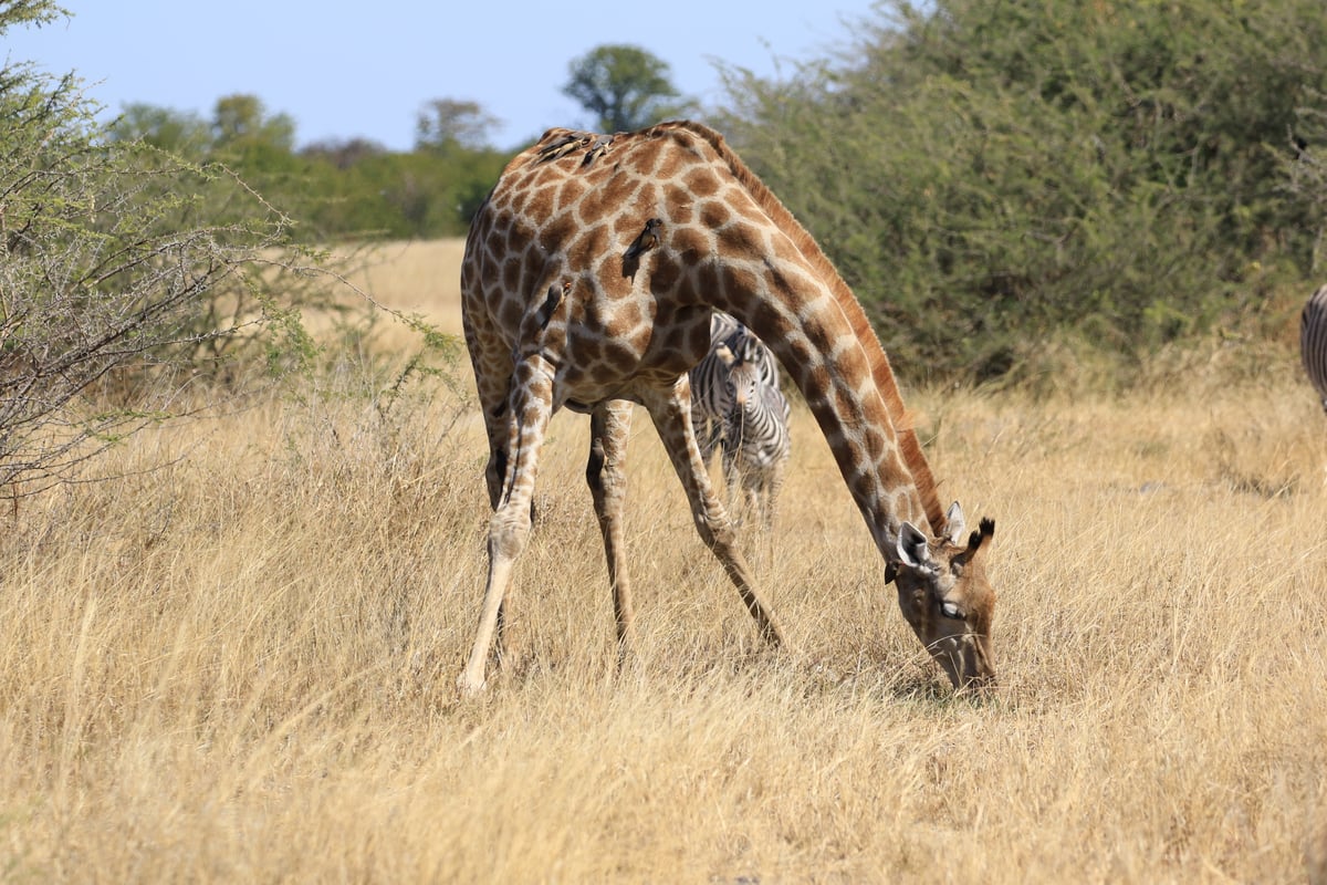 giraffe and zebra