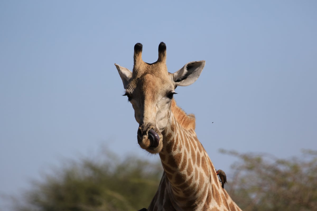 giraffe