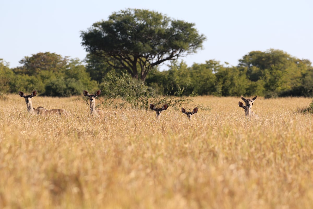 female kudu