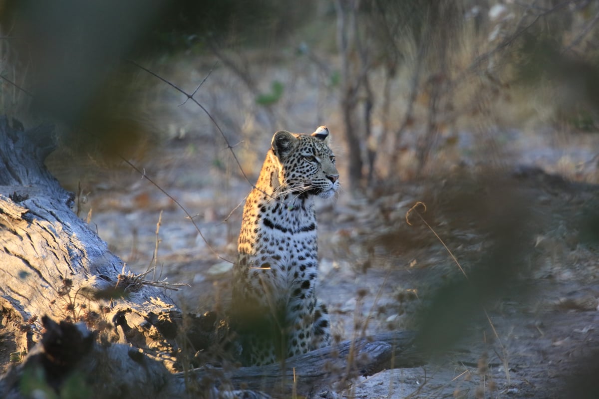 leopard
