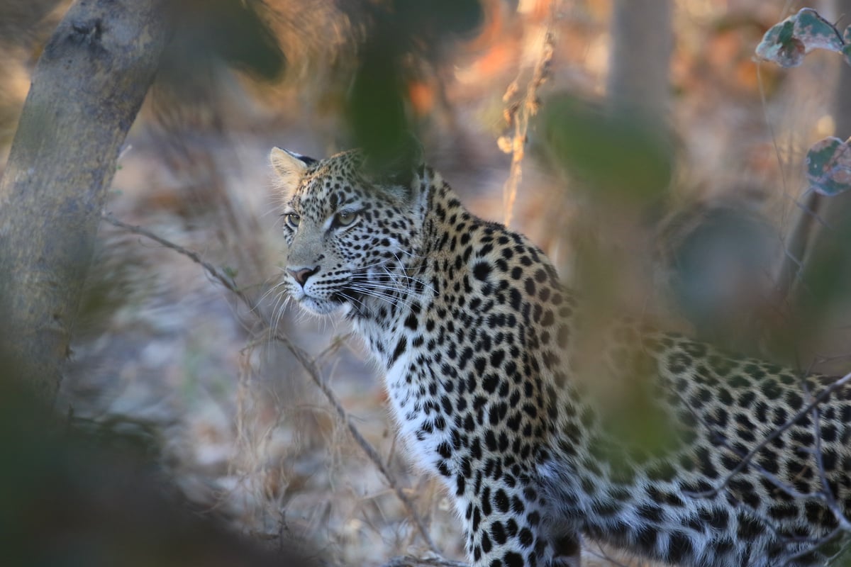 leopard