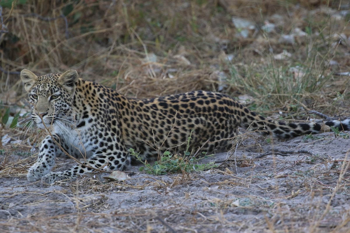 leopard