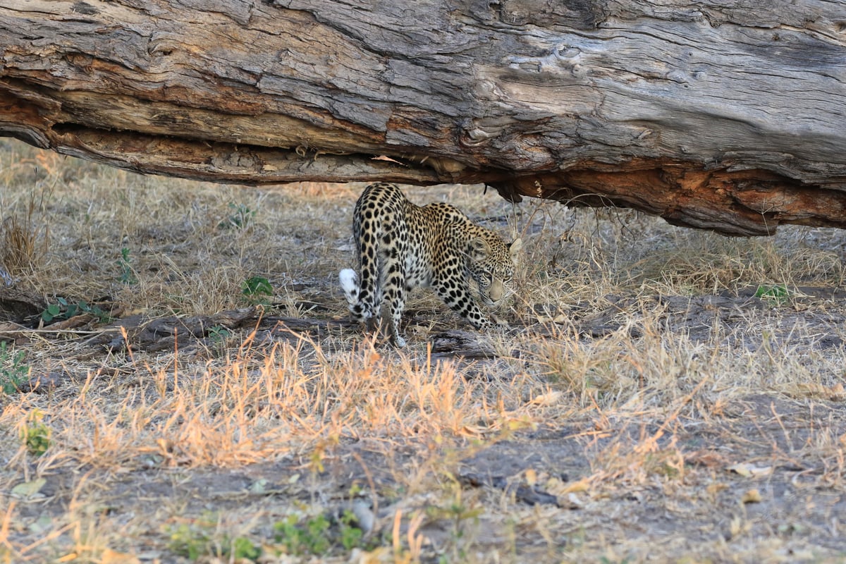 leopard