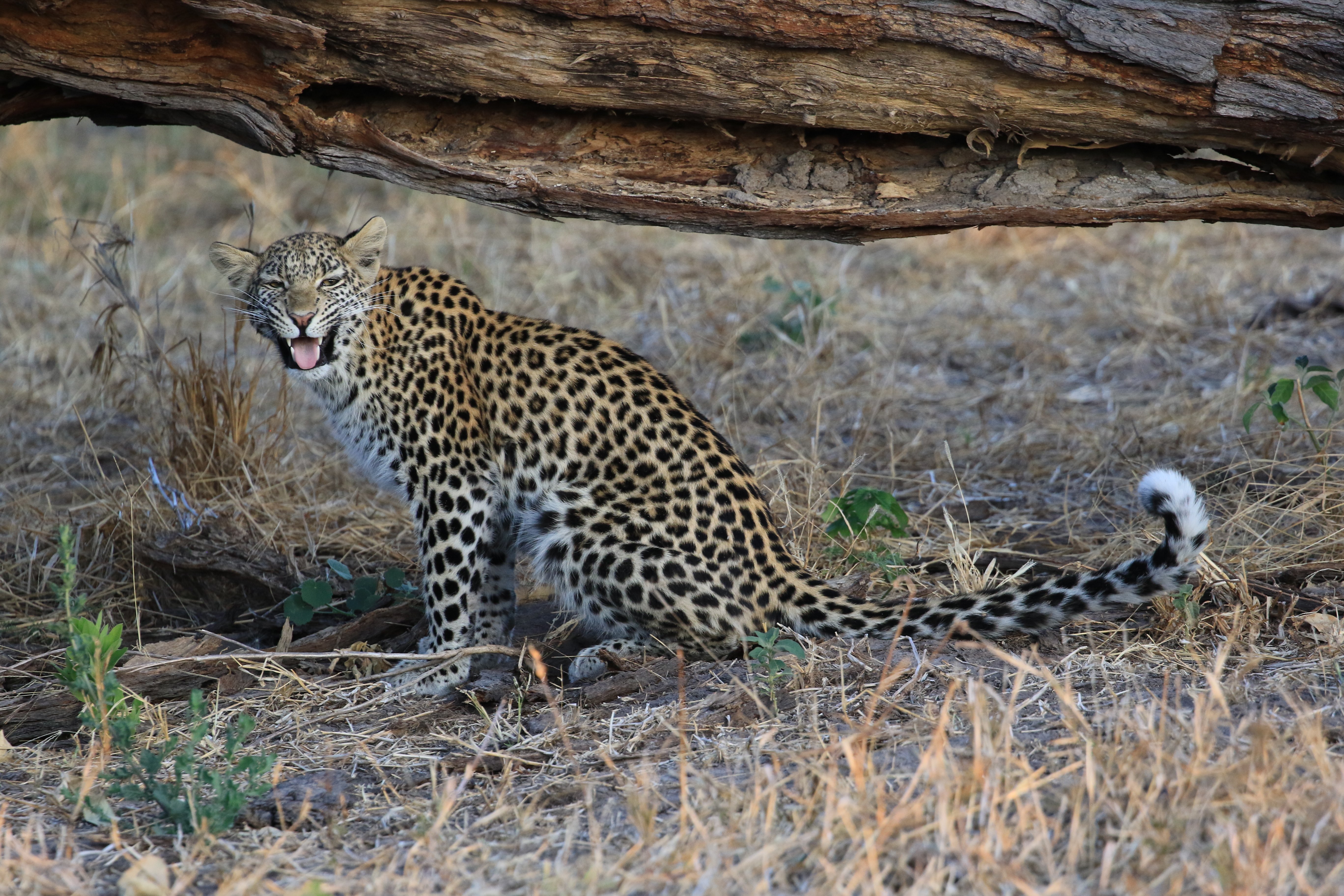 leopard
