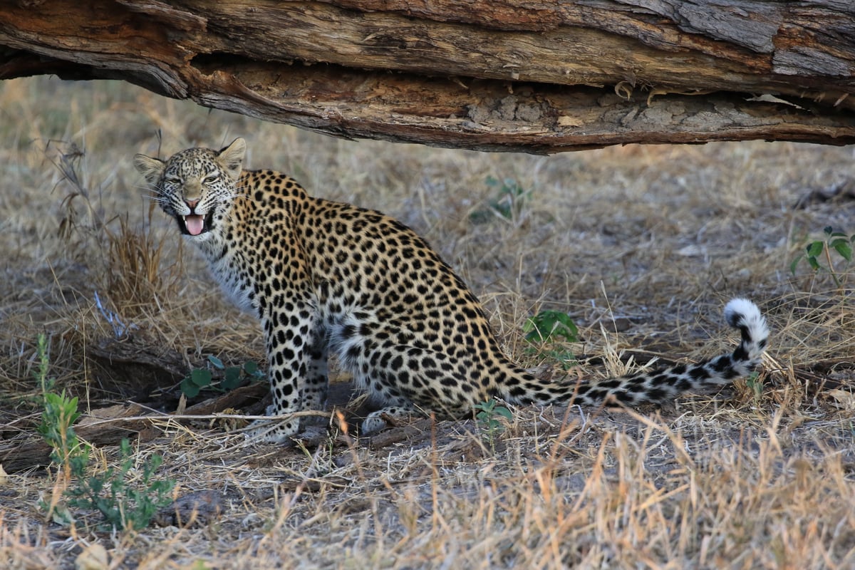 leopard