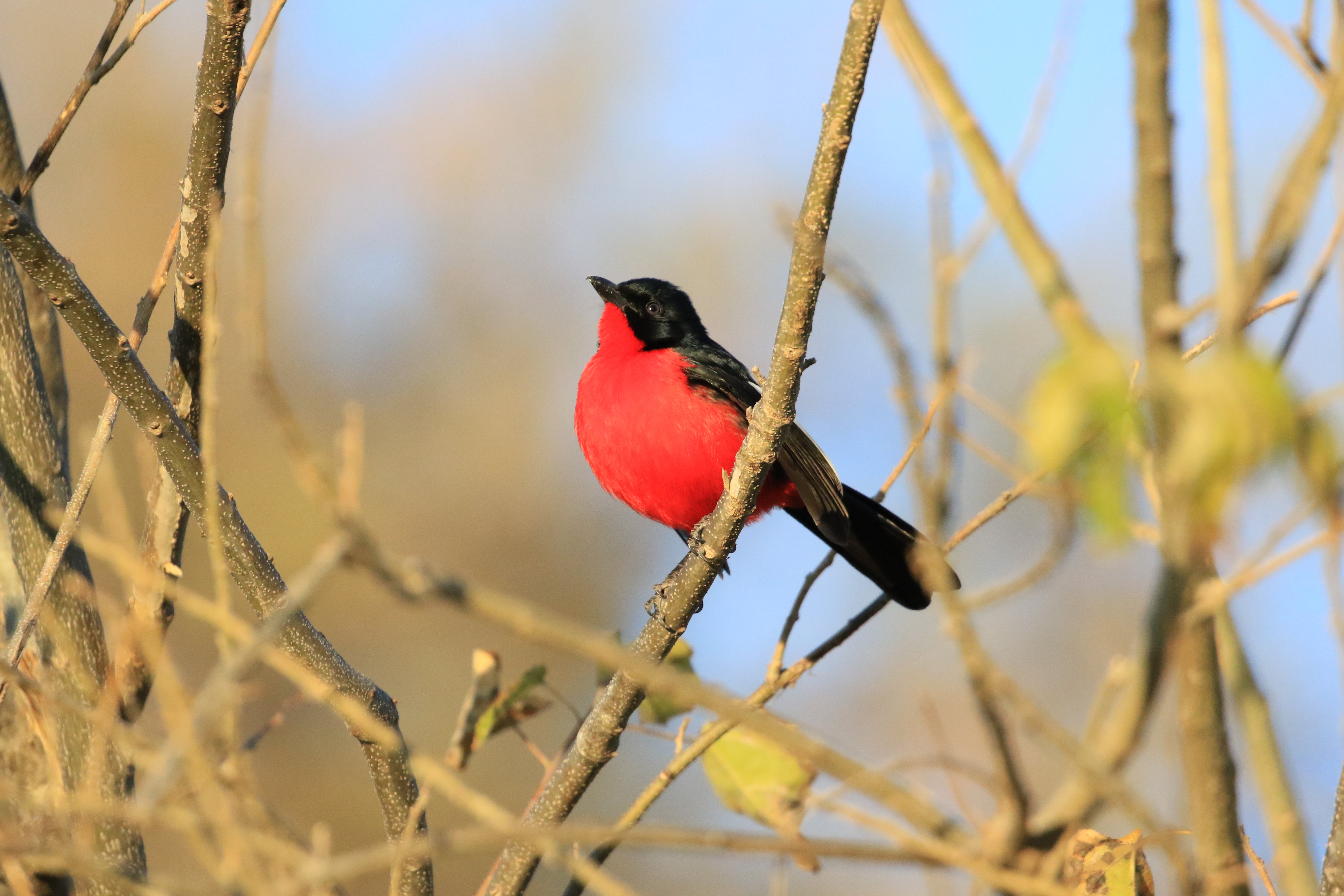 crimson-breasted shrike