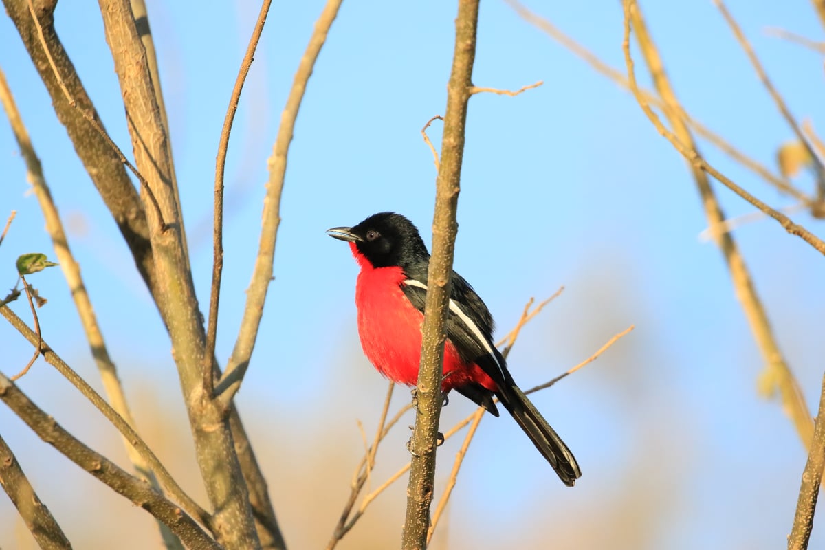 crimson-breasted shrike
