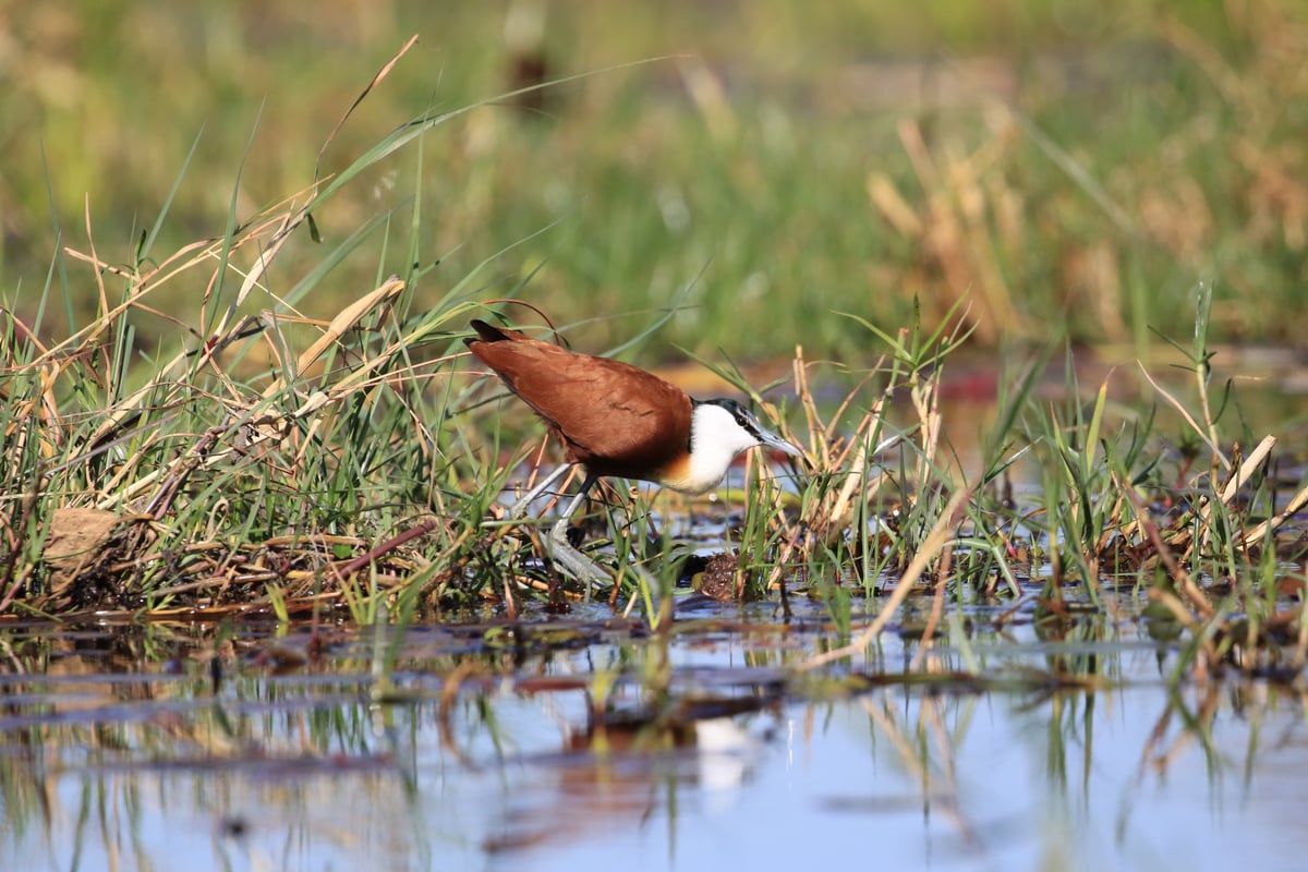 african jacana