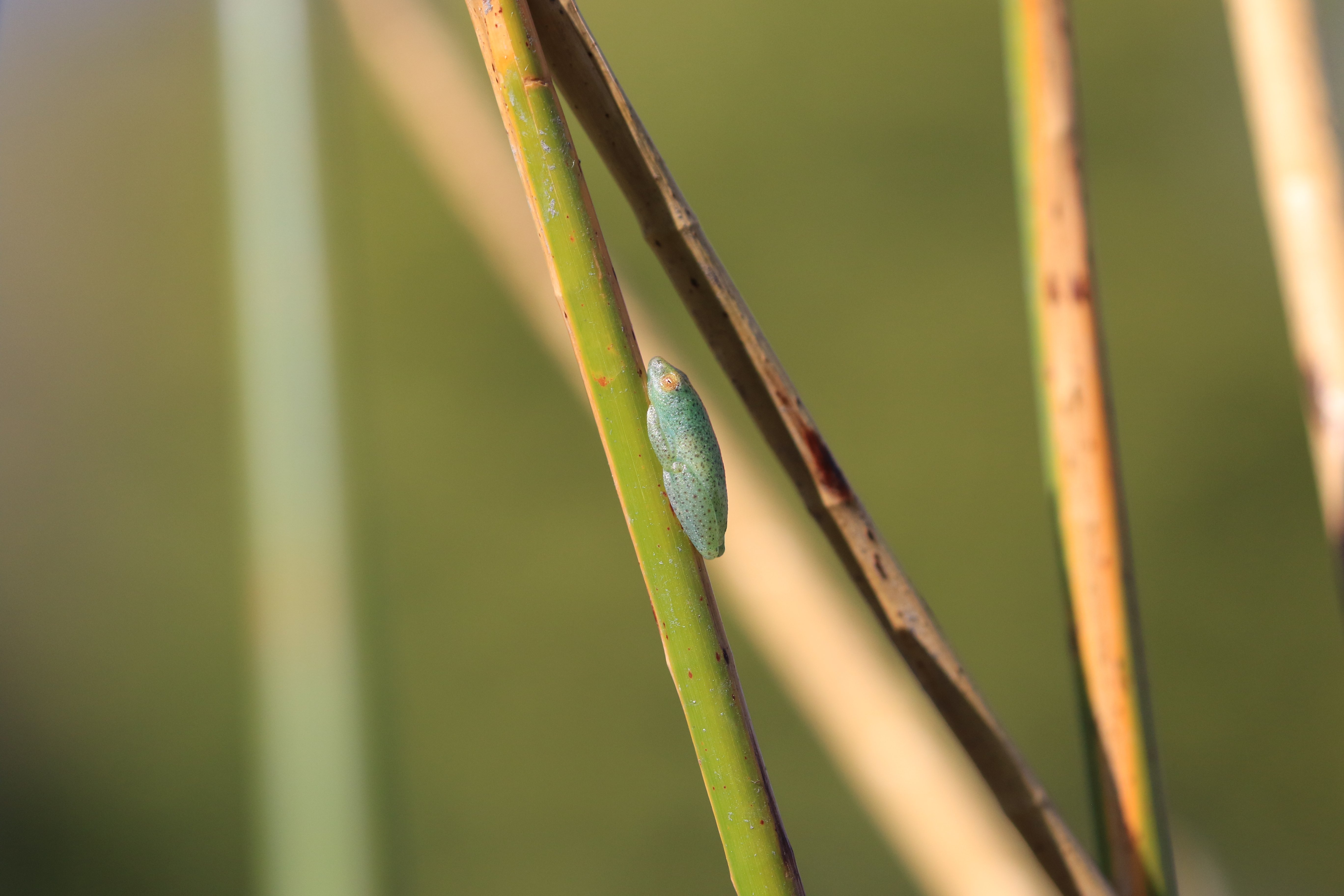 reed frog