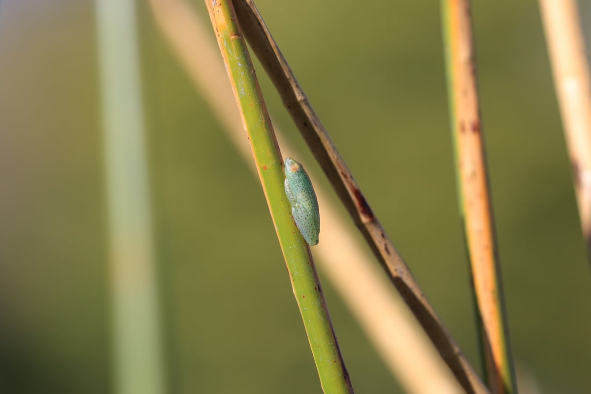 reed frog