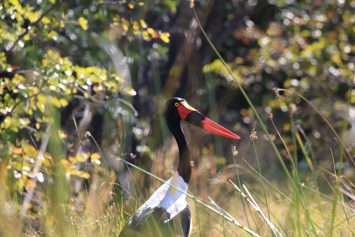 saddle-billed stork