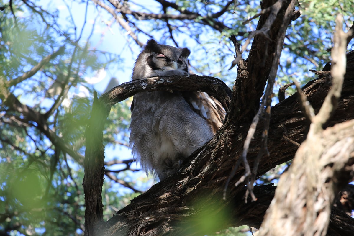 owl (sleeping)