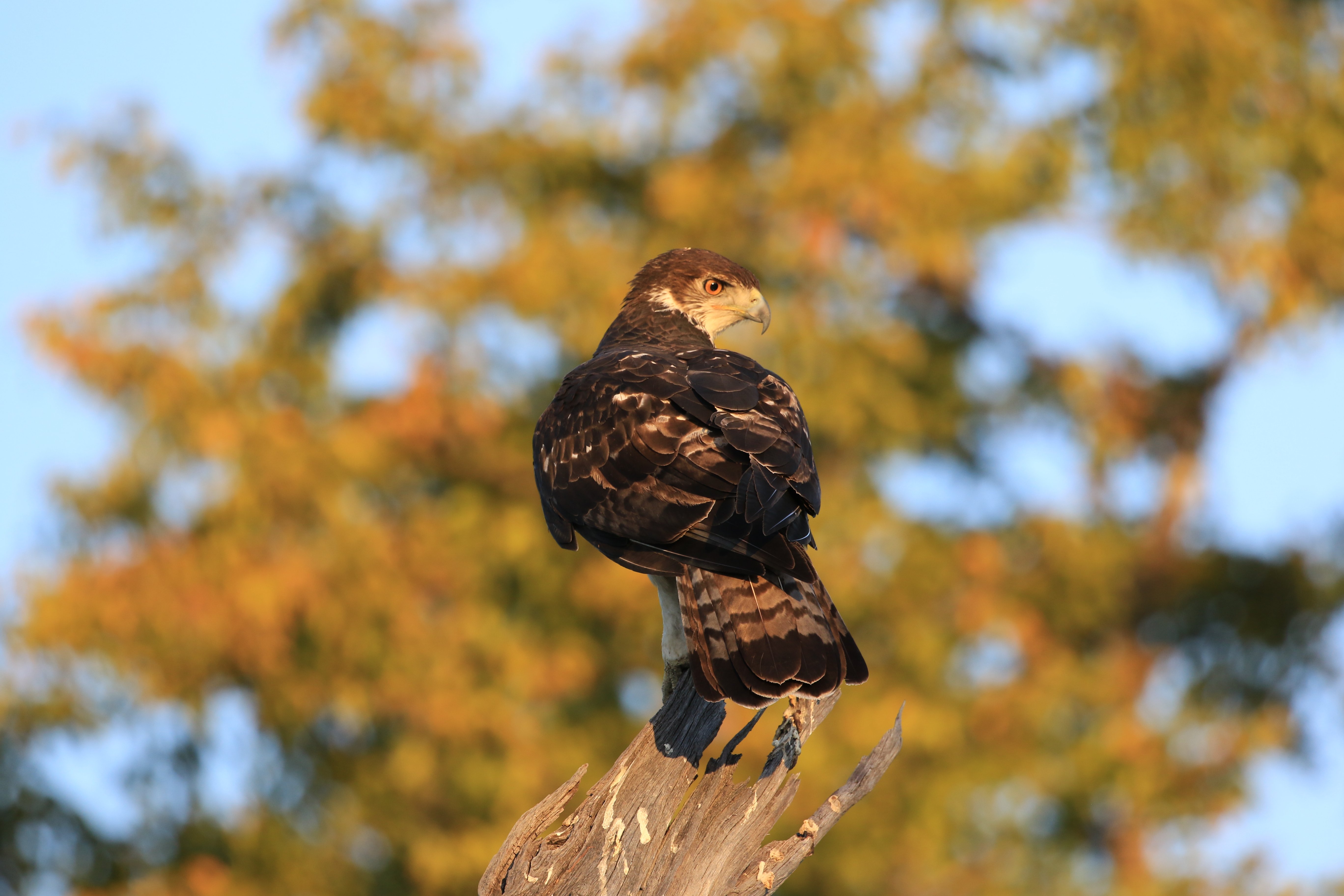 hawk