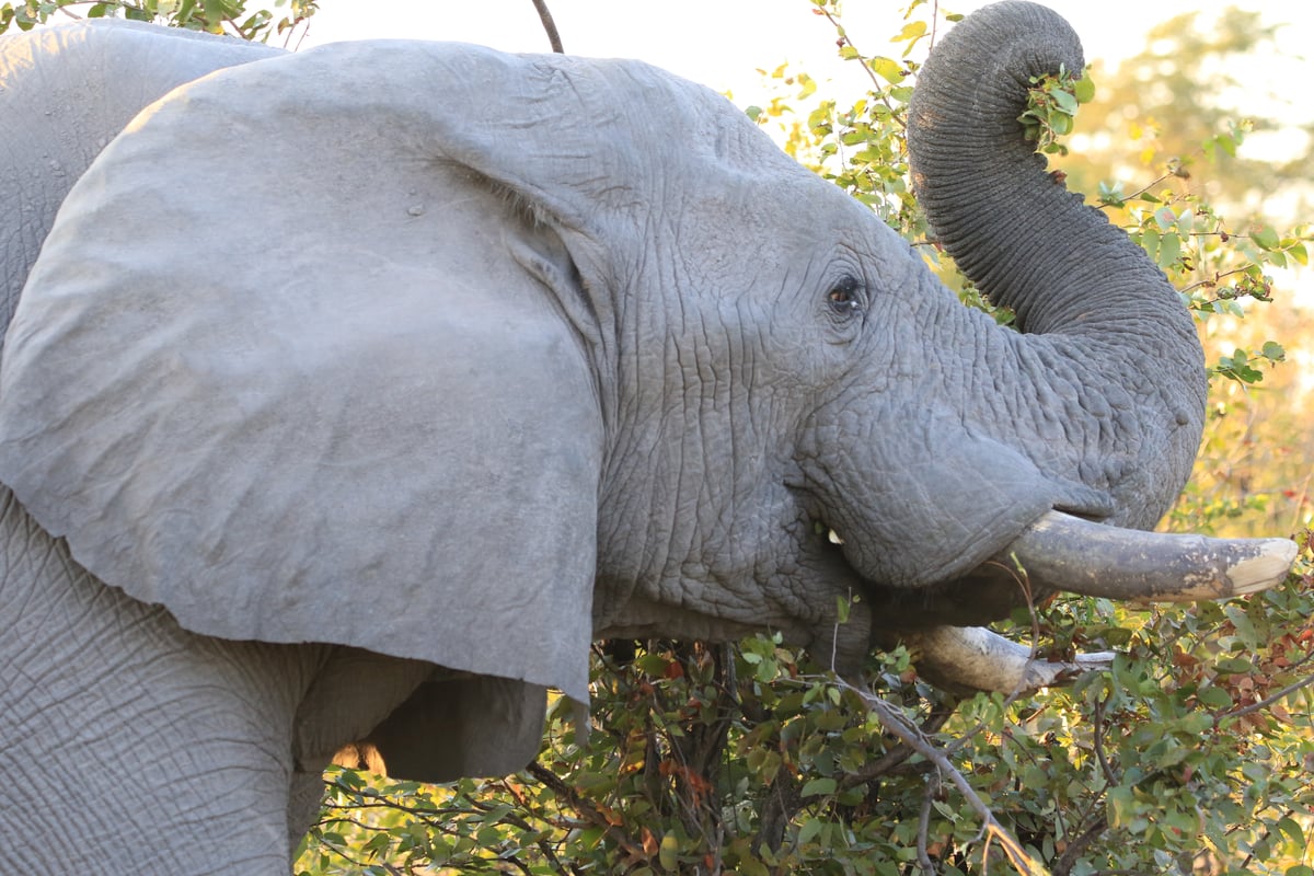 elephant grazing