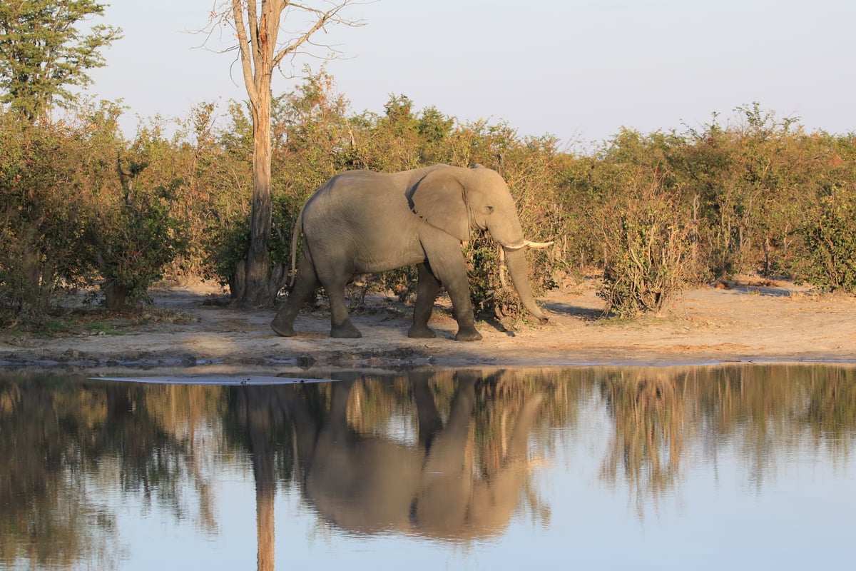 elephant reflection