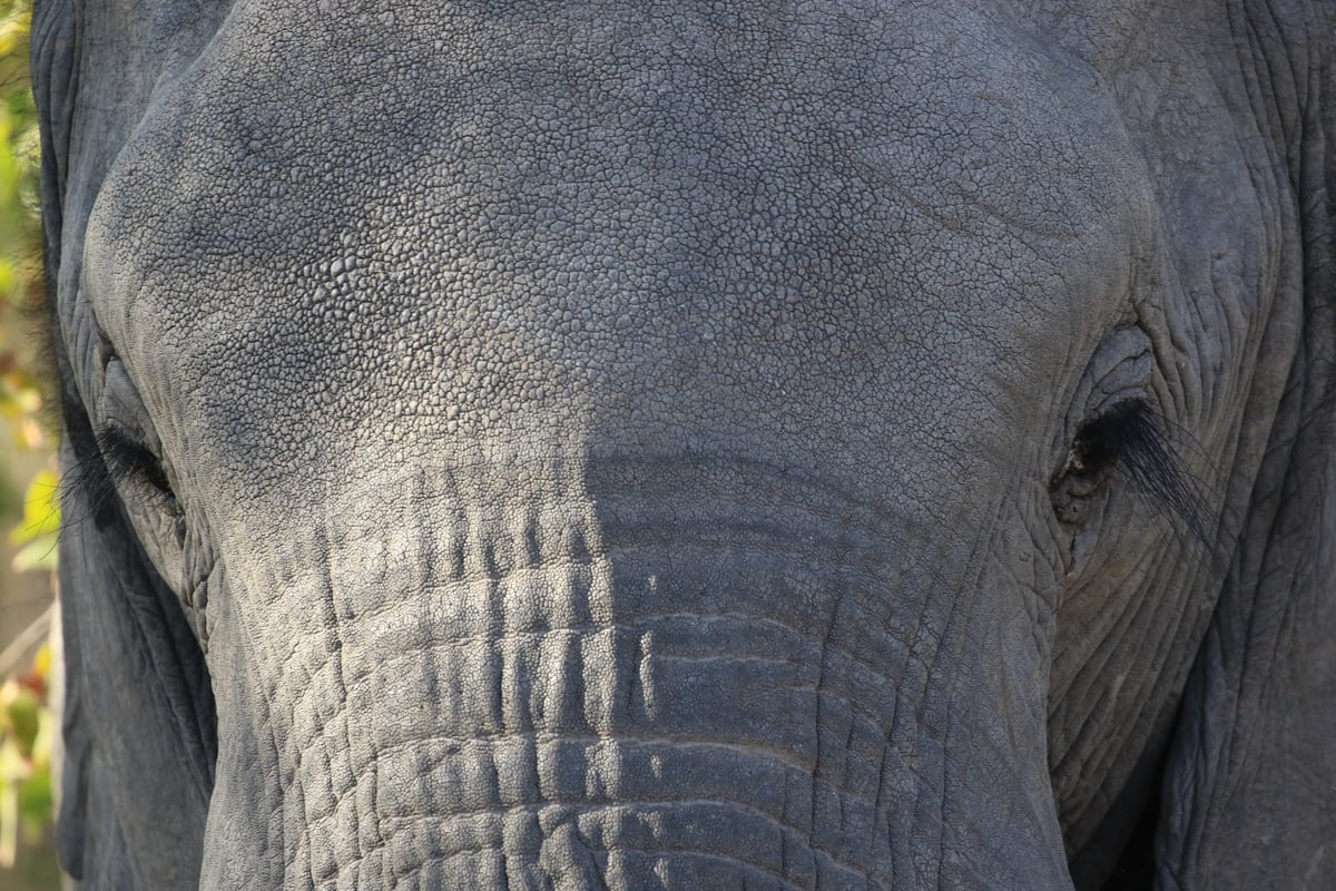elephant up close
