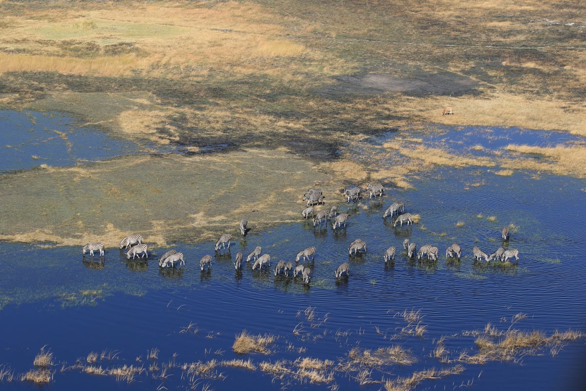 aerial zebras in the delta