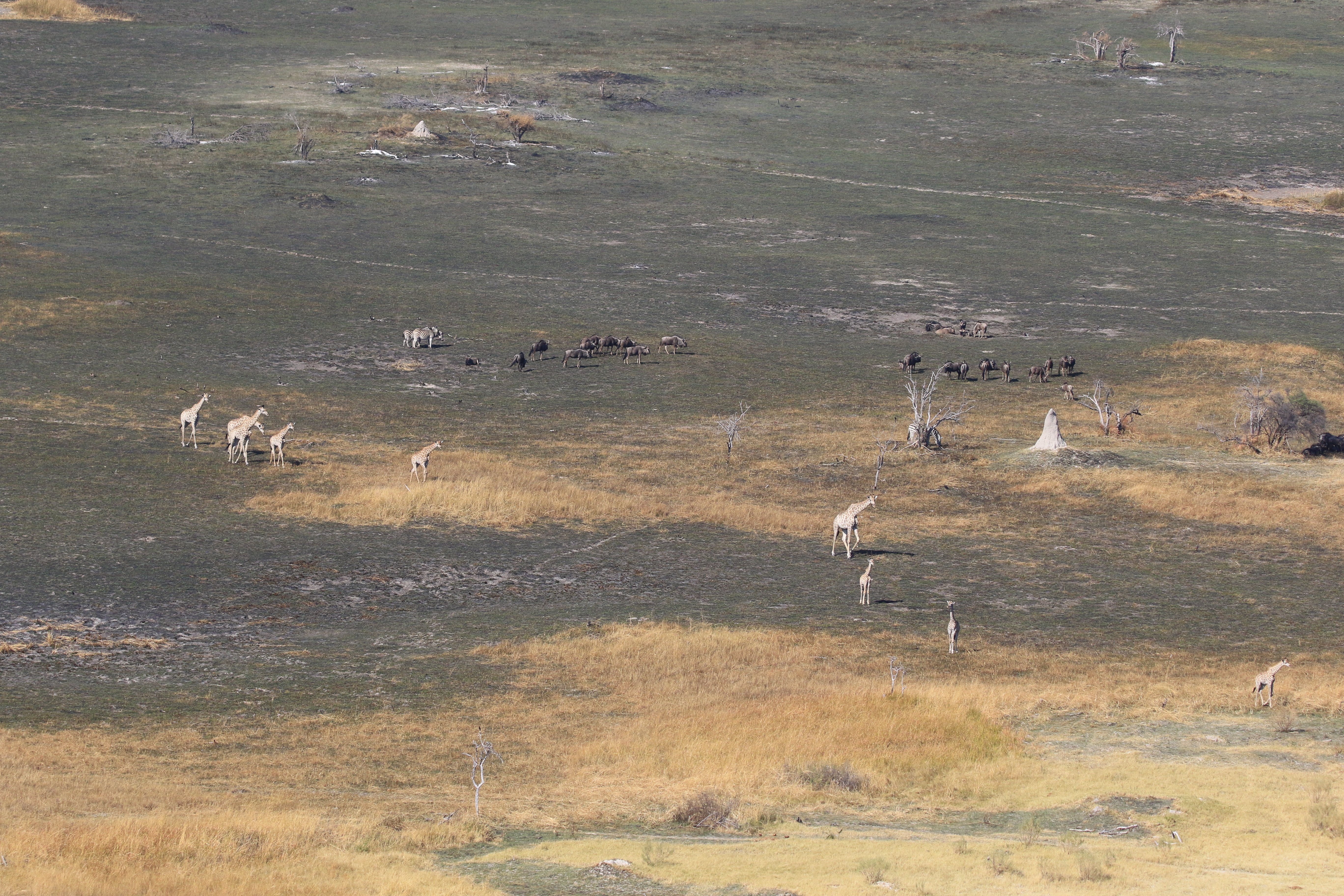 aerial giraffe and wildebeest