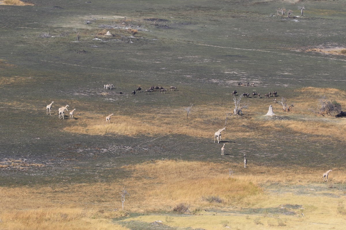 aerial giraffe and wildebeest