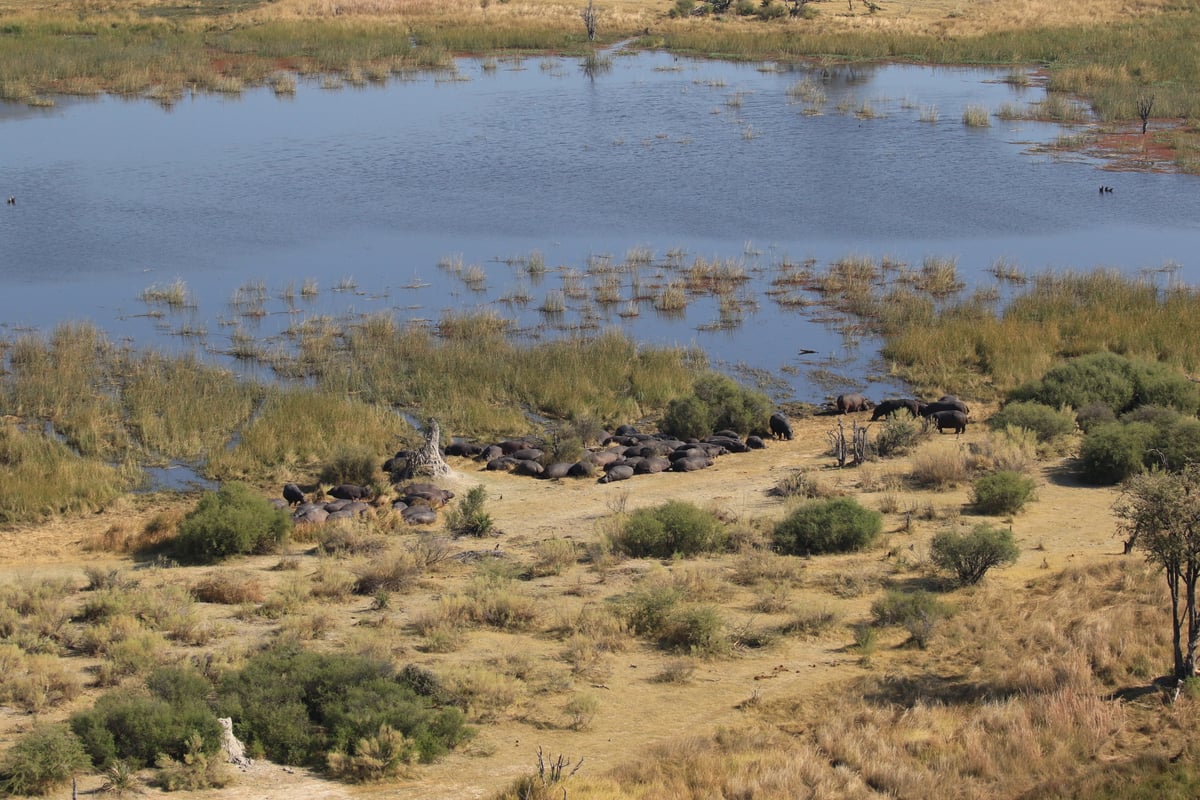 aerial hippos in the delta