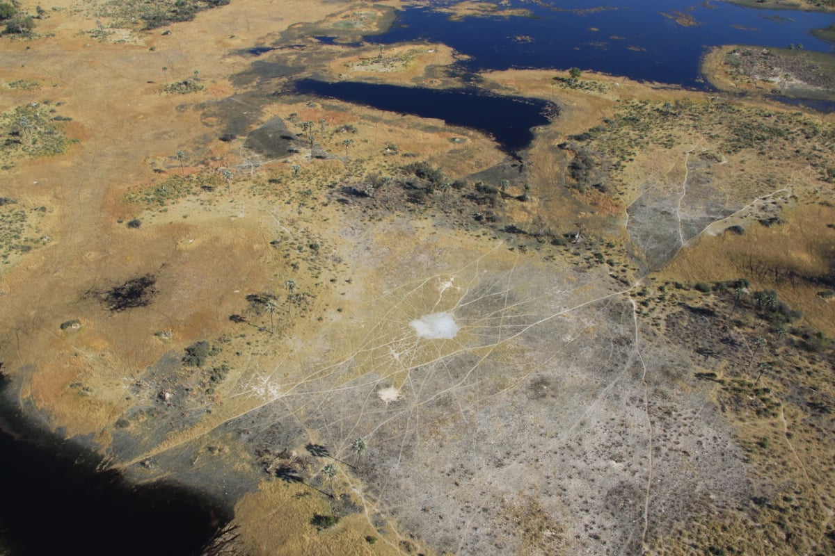 aerial Okavango delta landscape