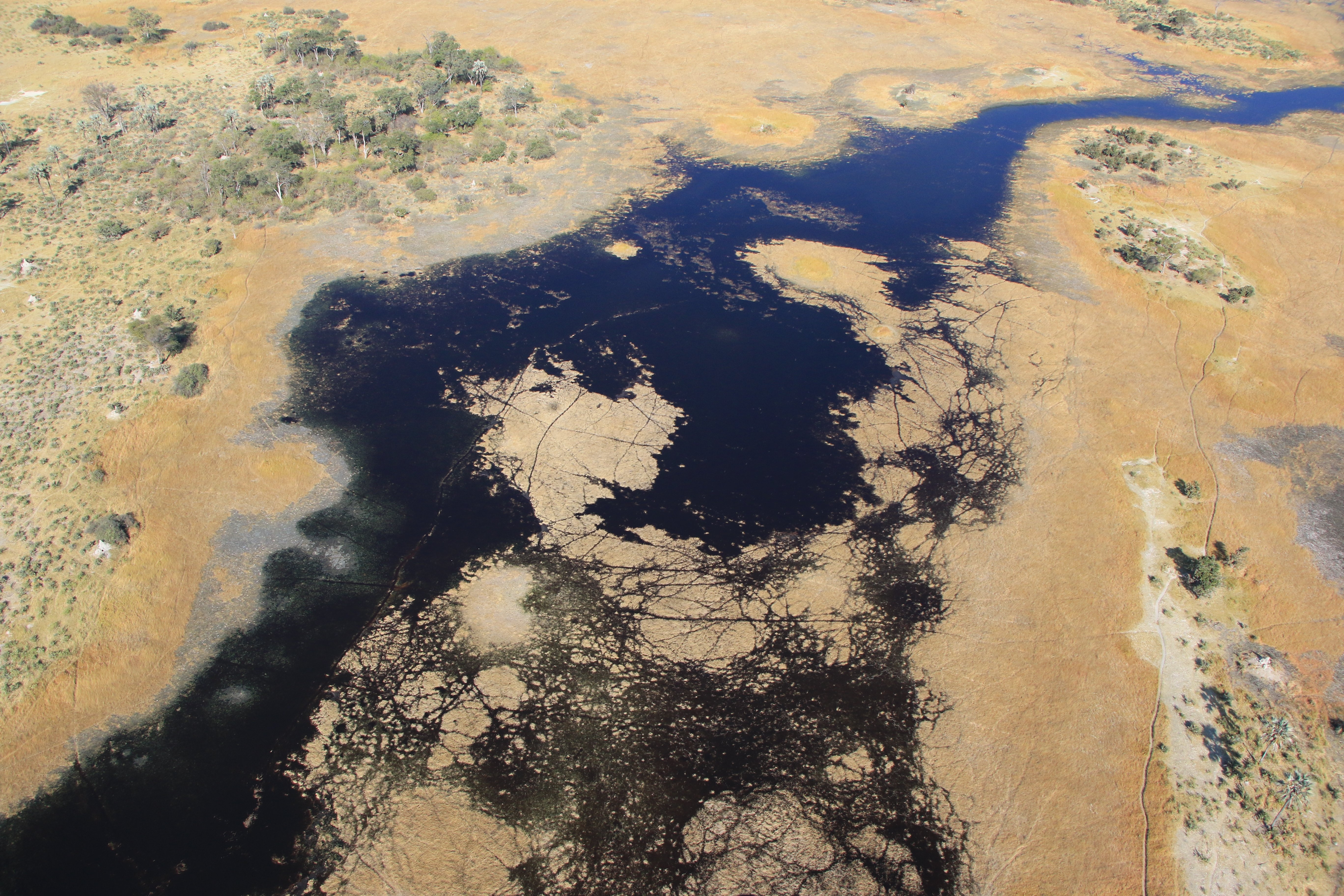aerial Okavango delta landscape