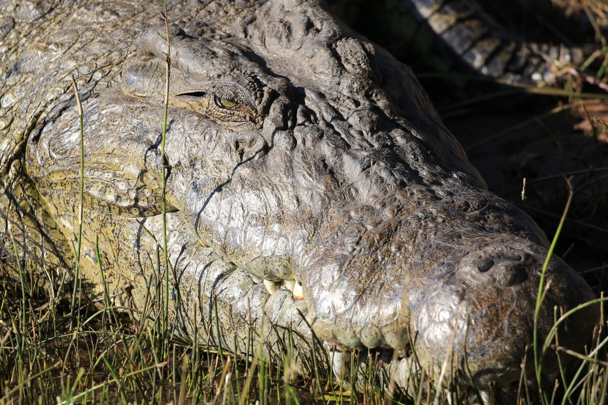 chobe crocodile