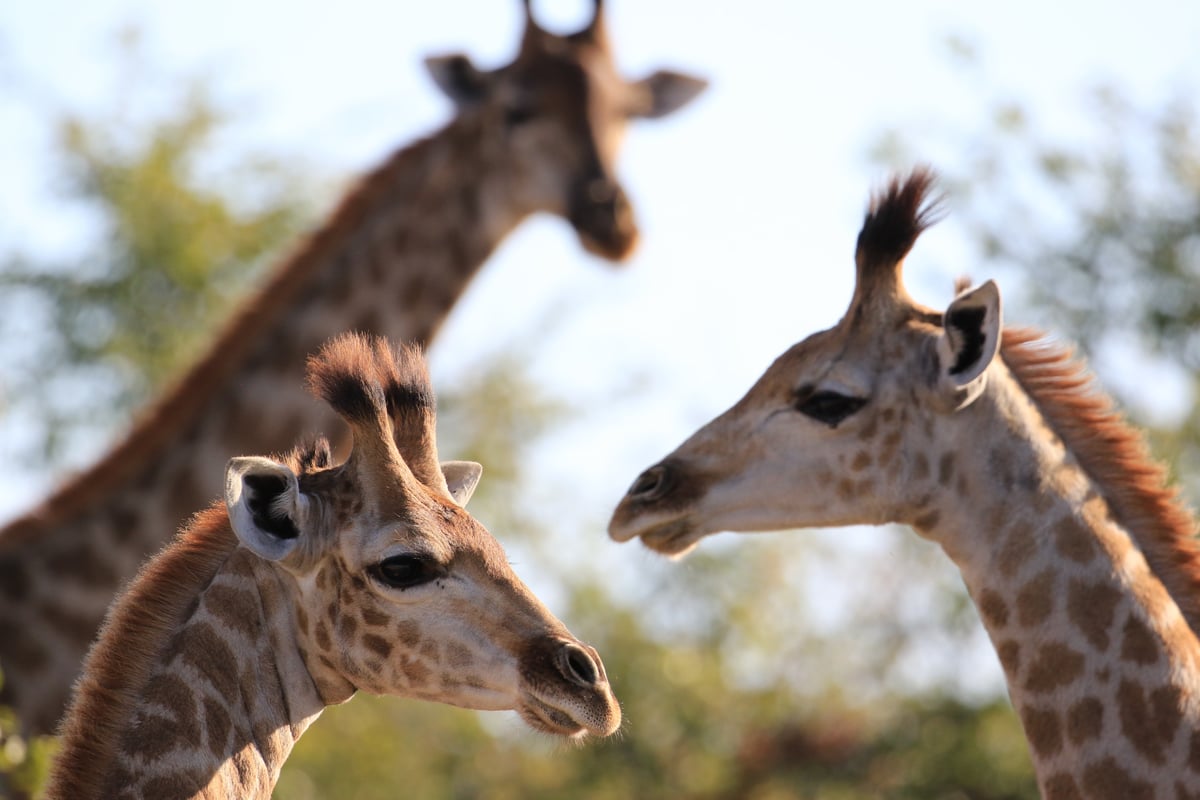 giraffe trio