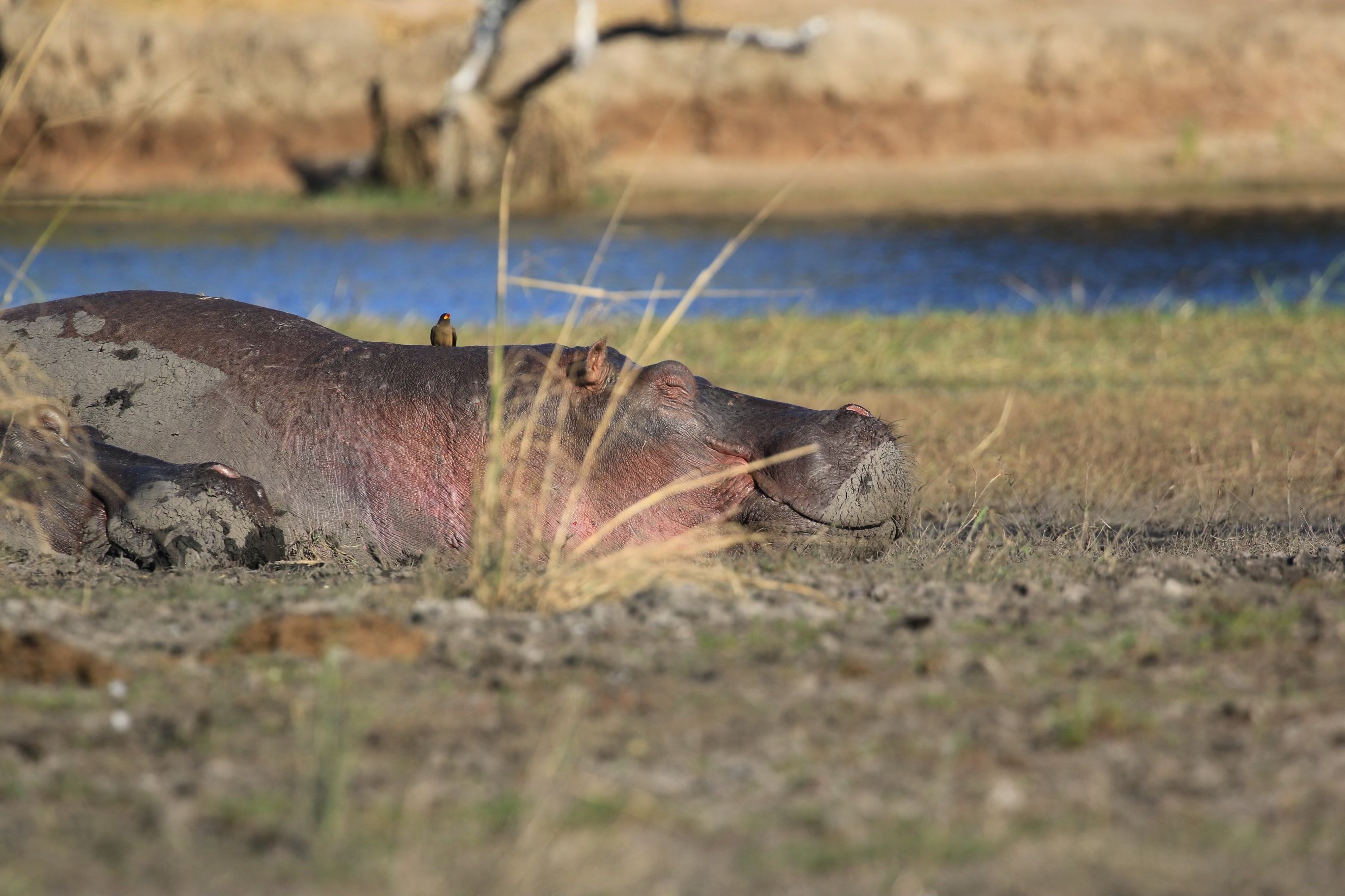 hippo